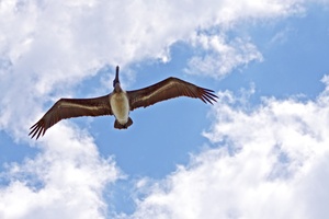 one pelican overhead