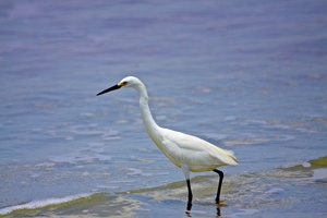 snowy egret beach