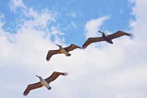 3 pelicans new2