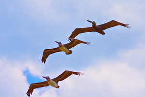 3 pelicans new