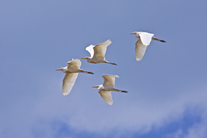 egrets in flight
