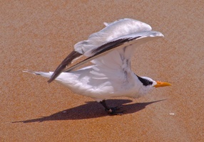 royal tern wings