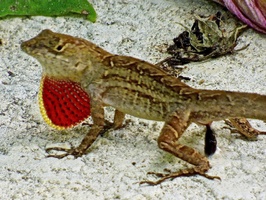 male brown anole