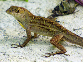 male anole