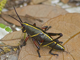 young lubber grasshopper