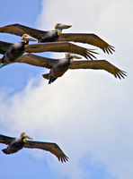 4 pelican flight-2