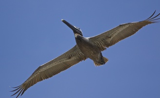 best pelican in flight