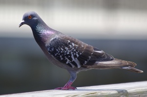 Yes, Florida has pigeons too!
