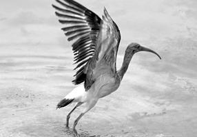 bw ibis