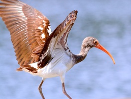 young ibis wings