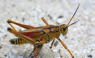 mature lubber Grasshopper