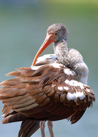 ibis grooming