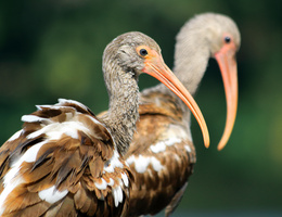 young ibis