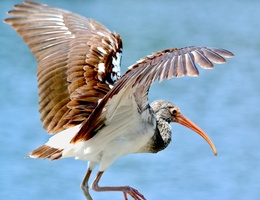 ibis preflight