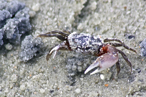 1 inch crab