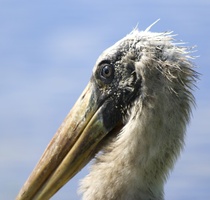 wood stork head 2