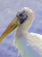 pretty side wood stork