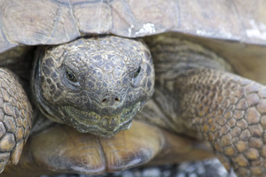 gopher tortoise closeup