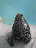 narrow mouth frog