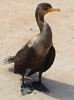cormoran beach iphone