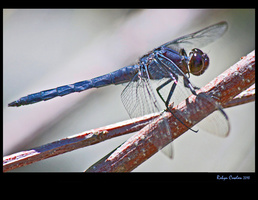blue dragonfly-674533098