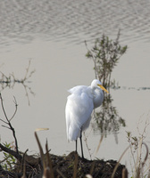 egret in fall marsh