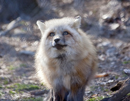 fox 7543
