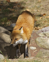 fox approach