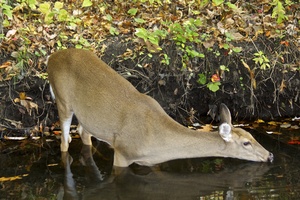 deer in stream side