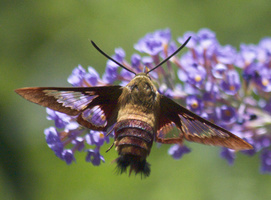 hummingbird moth 2