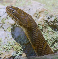 snake rock