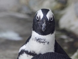 penguin face