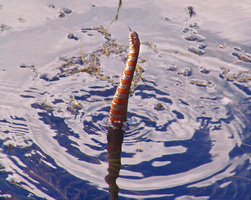 water snake jump