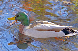 laughing duck