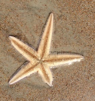 regenerating starfish