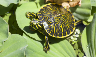 teeny turtle