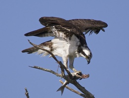 osprey9
