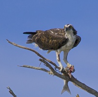 osprey and fish