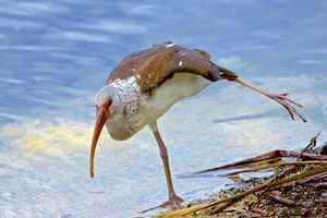 young ibis stretching