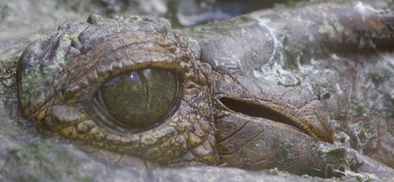 croc eye
