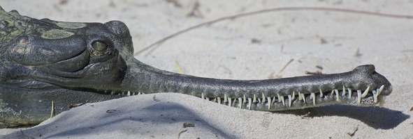 croc mouth