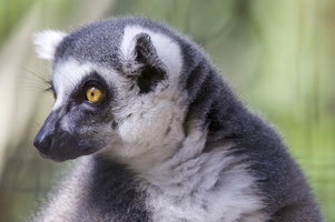 lemur3sm