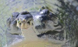 croc face