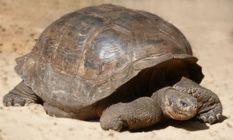 tortoise B