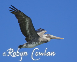 pelican sky