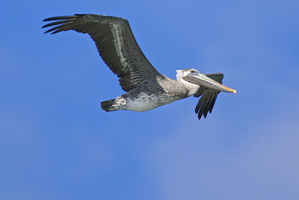 pelican flight2