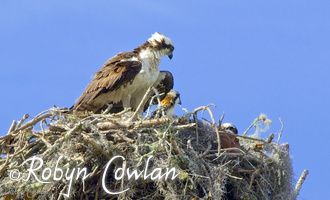 osprey and TWO babies