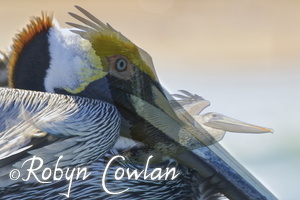 pelican double exsposure sm