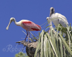 roseate stork
