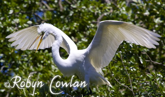 great egret wings